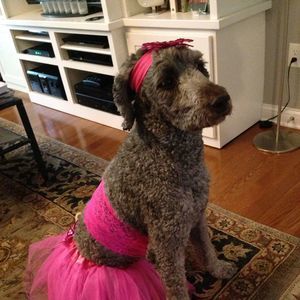 Meet your Posher, Samantha